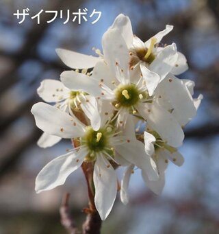 桜と同じ時期に咲く 桜の木みたいな木に白い花が咲くのってなにかわかりますか Yahoo 知恵袋