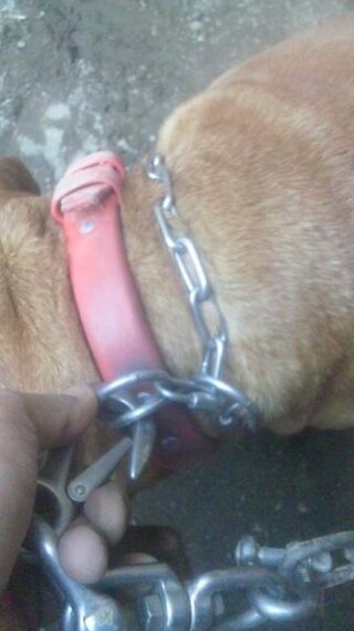 土佐犬の事で質問します先日土佐犬販売してくれる家に行きました土佐飼いの Yahoo 知恵袋