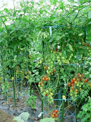 ミニ トマト 2 本 仕立て ミニトマトの育て方 2本仕立てで作ると効率がいい 脇芽かきと追肥や病害虫対策など