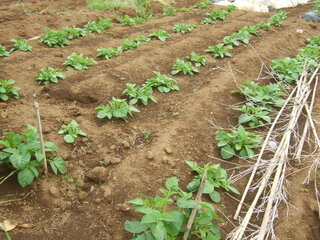 じゃがいも今から植えたら遅すぎますか遅いとどういう影響がでますか Yahoo 知恵袋