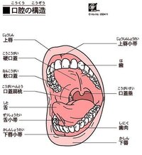 口の中の上の方ってなんていう名前なんでしょうか 上の方が痛いんじゃなく Yahoo 知恵袋