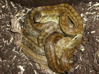 蛇 蛇だま についての質問です 聞いた話です 最近小学校と中学校の間に Yahoo 知恵袋