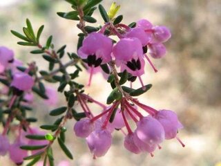 エリカの花 の花言葉を教えてください エリカの花の花 Yahoo 知恵袋