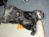 家の猫は寝ている時名前を呼ぶとしっぽを激しく動かします最初は偶然と思ってま Yahoo 知恵袋