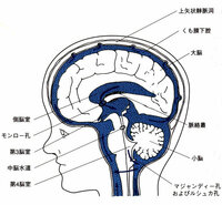 脳脊髄液の産生から吸収までの循環経路を詳しく説明せよという課題がでまし Yahoo 知恵袋