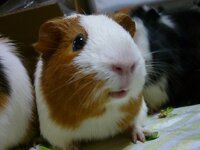 モルモットの名前について悩んでいます 先日 念願のモルモットを我が Yahoo 知恵袋