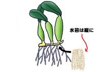 蘭セッコク の植え替えをしたのですが どうも植え替えの方法がま Yahoo 知恵袋