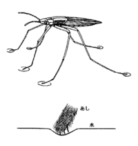 アメンボはどうして水の上を歩けるの アメンボがしずまずに水の上を歩けるの Yahoo 知恵袋
