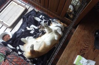 犬の食べ物について 犬はシーチキンを食べても大丈夫ですか Yahoo 知恵袋