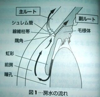 Yahoo!知恵袋眼房水の産生から吸収までの循環経路を詳しく説明せよ
お願いします