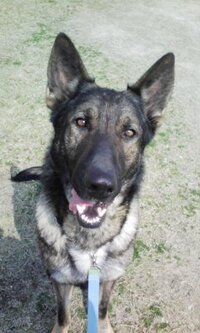 ウルフカラーのジャーマン シェパードってどんな色ですか 足のほ Yahoo 知恵袋