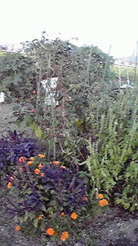 バジルとトマトの様に家庭菜園で 相性の良い組み合わせは他になにがありますか Yahoo 知恵袋