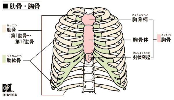 体表から肋骨を触って 第何肋骨か知る方法はありますか 左右の鎖骨 Yahoo 知恵袋