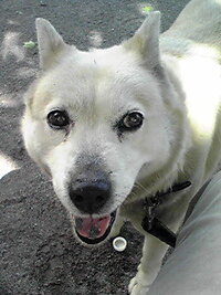 犬を撫でるとおなかを出してクネクネしてきます どうしてですか 服従のサイ Yahoo 知恵袋