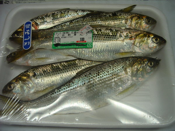 魚へんに冬と書いてなんて読むんですか？ - この魚は出世魚です、地 