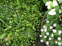 寄せ植えの相性について アイビーとワイヤープランツとハツユキ Yahoo 知恵袋