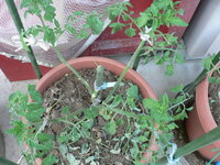 3本仕立て 摘心ってなんですか 他の人の質問と答えを見てたら この二つが分 Yahoo 知恵袋