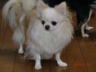ブリーダーさん もしくは詳しい方に質問です 犬を購入する時に値段交渉っ Yahoo 知恵袋
