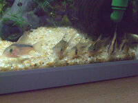 コリドラスって底面で餌を探す魚ですよね 最近 水槽の水面の縁を立 Yahoo 知恵袋