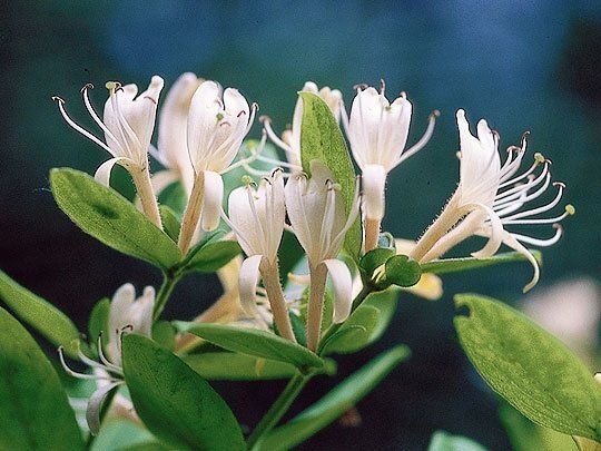 良い香りの花を咲く木 この時期に独特の良い香り とても落ち Yahoo 知恵袋