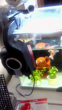 ベタを飼育しております 夏場の水温管理はどのようにすればよいですか アパートの Yahoo 知恵袋