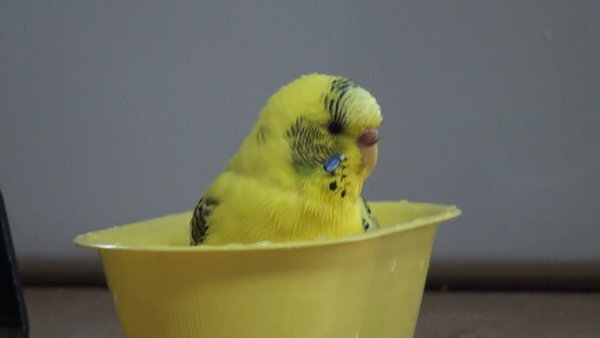 セキセイインコを飼っていますが、パソコンをやっていると、パソコンを開... - Yahoo!知恵袋