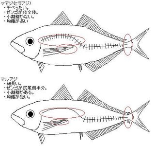 瀬戸内でいうマアジ マルアジ と平アジ ヒラアジ の違いを教えてください Yahoo 知恵袋