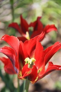 チューリップの花が咲いている状態で移植できるのでしょうか 失敗 Yahoo 知恵袋