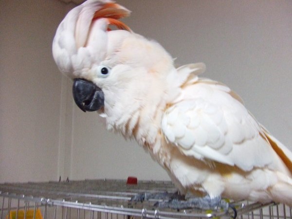 タイハクオウム・シロハラインコ - 今、最終候補はタイハクオウムか