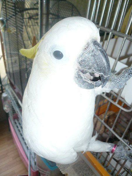 タイハクオウム・シロハラインコ - 今、最終候補はタイハクオウムか