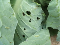 ジャガイモの葉に青虫が付いてしまいました もんしろちょうの幼虫で Yahoo 知恵袋