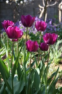 チューリップの球根が毎年うまく保存出来ず秋に植えようとする時 中身が無くなっ Yahoo 知恵袋