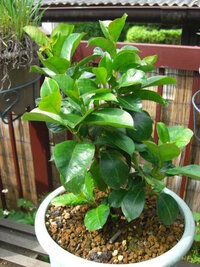 マンデビラと言う花の育て方教えて下さい 苗を買って植えてから２週間 Yahoo 知恵袋