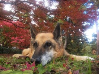 シェパードは飼うのが難しいですか シェパード のパパです Yahoo 知恵袋