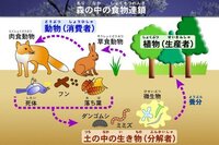 野生のポケモンは何を食べているのでしょうか やはり食物連 Yahoo 知恵袋