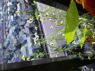 カモミールの種が発芽しない いつごろ芽がでますか いつもありがとうご Yahoo 知恵袋