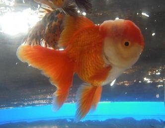金魚が水槽から飛び出すってよくある事ですか？ - 近々金魚を飼う予定