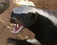 おかあさんと一緒ポコ ポッテイトのムテキチはネズミですか １番最初を見逃してし Yahoo 知恵袋