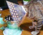 エリザベスカラーでの過ごし方やアドバイスをお願いします 猫が Yahoo 知恵袋