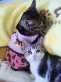家で飼っている猫の背中 おしりに近い方の を触ると猫がビクビク Yahoo 知恵袋
