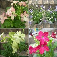 寄せ植えについてマリーゴールドに寄せ植えをしたいと思っているのですが 何か Yahoo 知恵袋