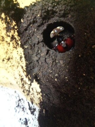 カブトムシまだ幼虫なんですが遅くないですか さなぎの時期だと思ったので Yahoo 知恵袋