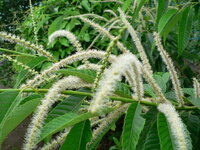 悪臭のする植物名教えてください 春の終わり 夏ぐらいにかけて Yahoo 知恵袋