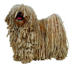 モップのような犬について質問です テリアの毛を伸ばすとモップのようなも Yahoo 知恵袋