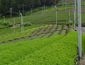 静岡県の茶畑にある扇風機みたいなものはなんですか ご存知の方は教えて Yahoo 知恵袋