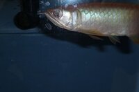 アジアアロワナの幼魚は サプリドライアカムシを好みますか 冷凍アカムシを与 Yahoo 知恵袋