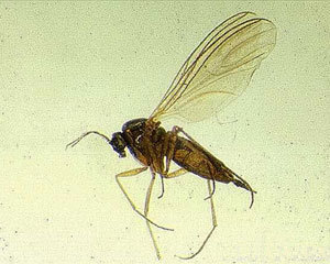 Yahoo!知恵袋助けて下さい!昨日から夕方から夜にかけ網戸や天井に黒くて小さな虫が何十匹も張り付いています… 築2年の24時間換気システムが稼働してます