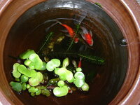 中庭に置いたスイレン鉢のボウフラ対策 金魚全滅 ヤゴ在中 Yahoo 知恵袋