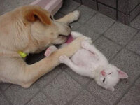 猫も朝勃ちする 朝 猫の股間からピンク色の1cmない突起がピョコピョコ Yahoo 知恵袋