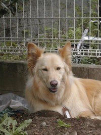 外飼いの犬がいます 連日の暑さで少しバテ気味です 皆さんは暑さ対策 どのように Yahoo 知恵袋